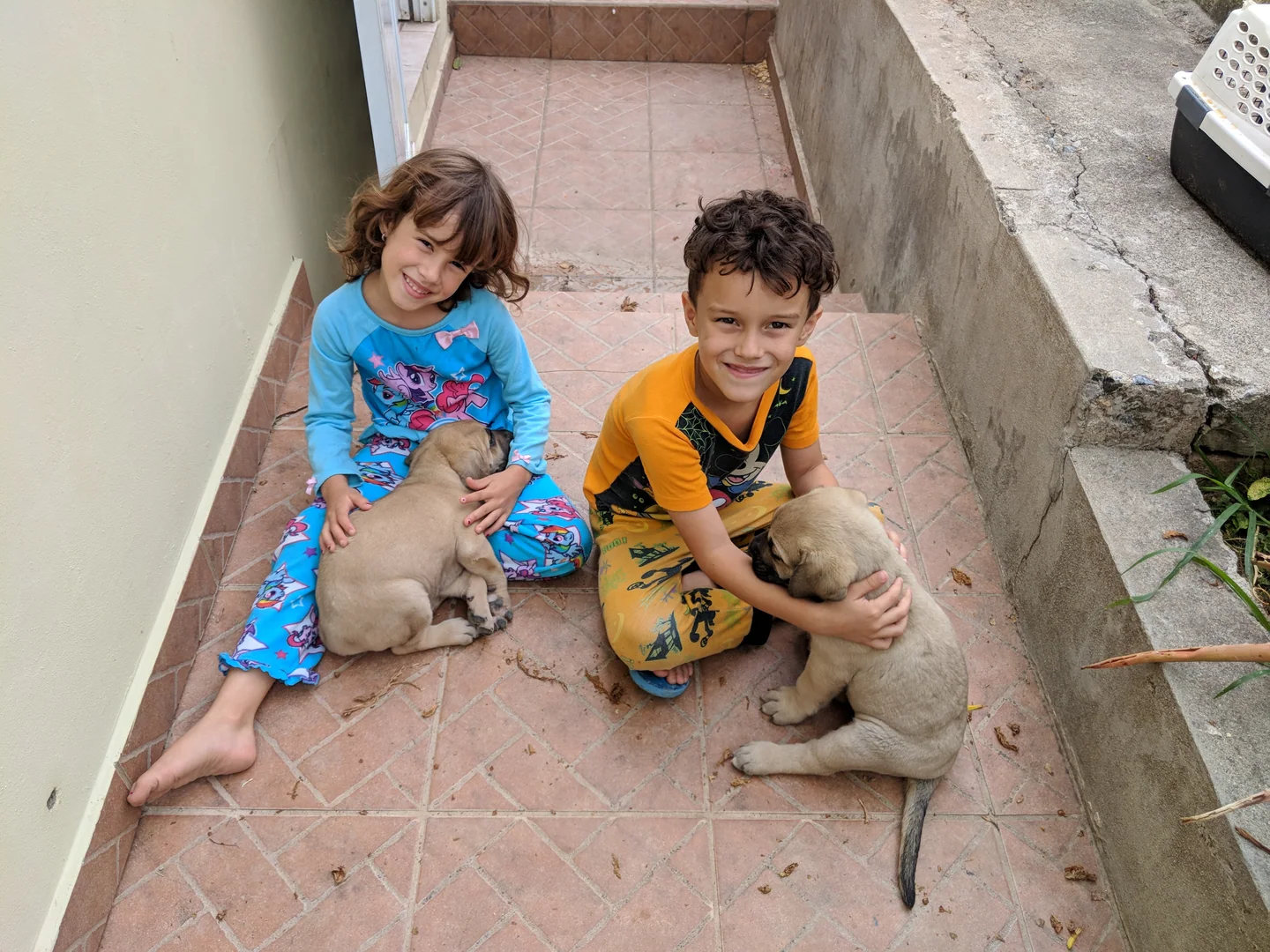プエルトリコの屋外で、二匹の子犬と一緒に座る兄と妹。
